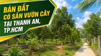 Bán đất có sẵn vườn cây tại Thanh An, tiện canh tác