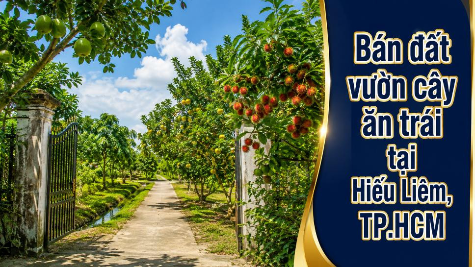 Bán đất vườn cây ăn trái tại Hiếu Liêm, Thường Tân