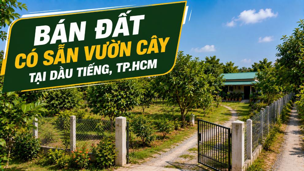 Bán đất có sẵn vườn cây tại Dầu Tiếng, tiện canh tác