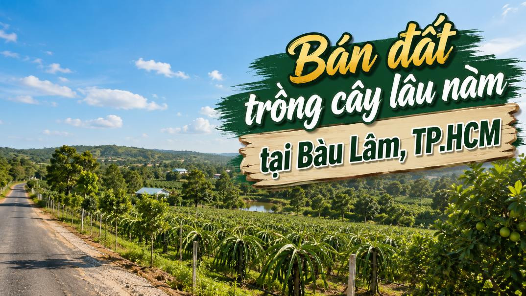 Bán đất trồng cây lâu năm tại xã Bàu Lâm