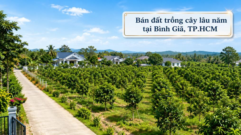 Bán đất trồng cây lâu năm tại xã Bình Giã