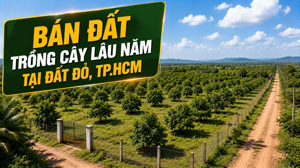 Bán đất trồng cây lâu năm tại xã Đất Đỏ