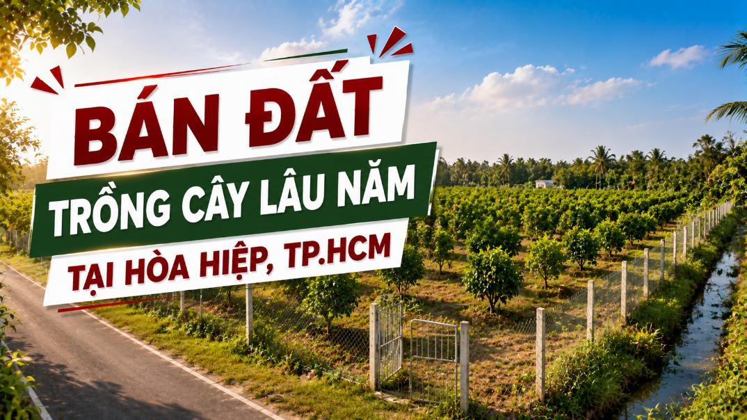 Bán đất trồng cây lâu năm tại xã Hòa Hiệp