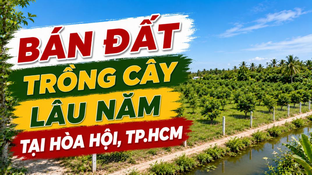 Bán đất trồng cây lâu năm tại xã Hòa Hội