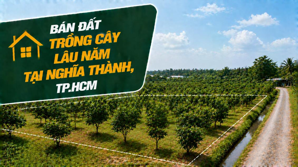 Bán đất trồng cây lâu năm tại xã Nghĩa Thành