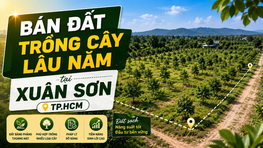 Bán đất trồng cây lâu năm tại xã Xuân Sơn