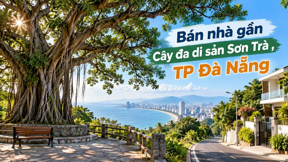Nhà gần Cây đa di sản – Chọn cuộc sống bên miền xanh Sơn Trà